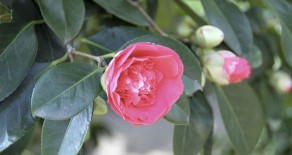 Kamelienverkauf im Schlosspark Pillnitz