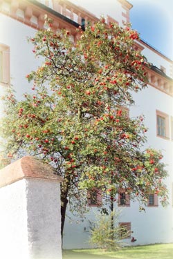 Blüten