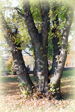 Parkimpressionen von Lützen