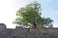 Burgmauer Stolpen