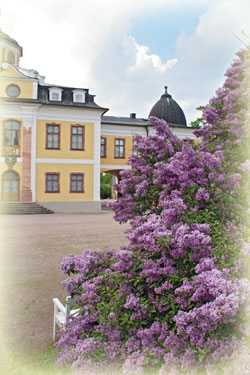 Flieder am Schloss