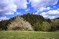 Blütenmeer vor der Ruine