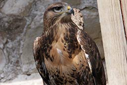 Burg Greifenstein Raubvogel