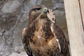Der Falke