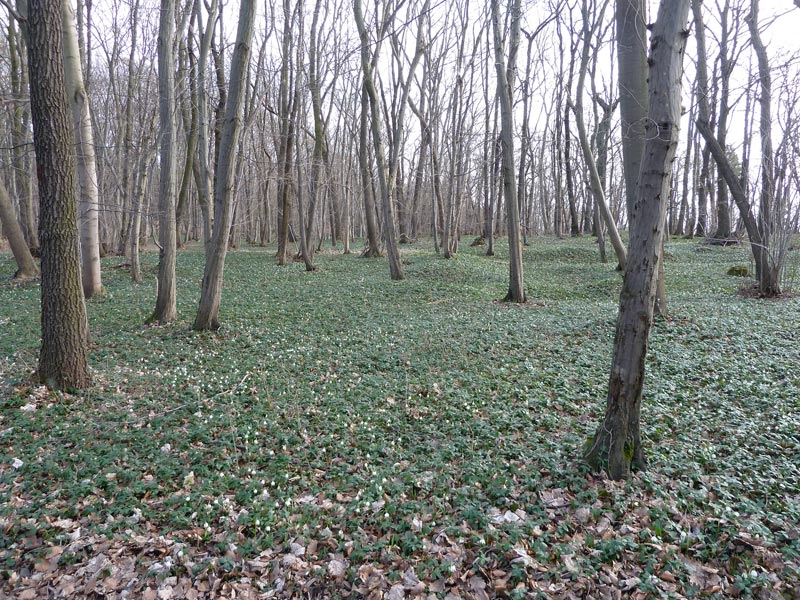 Märzenbecher nahe dem Wanderweg zur Kunitzburg