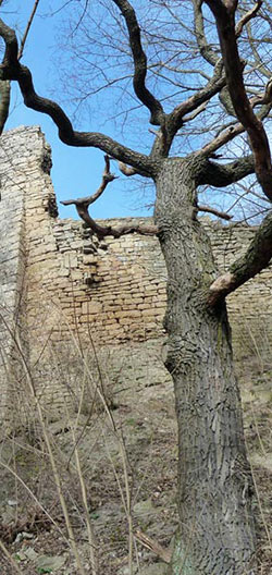 Kunitzburg Ruine