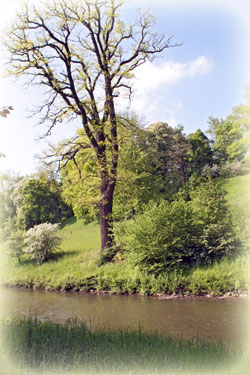Baumgruppe in Tiefurt
